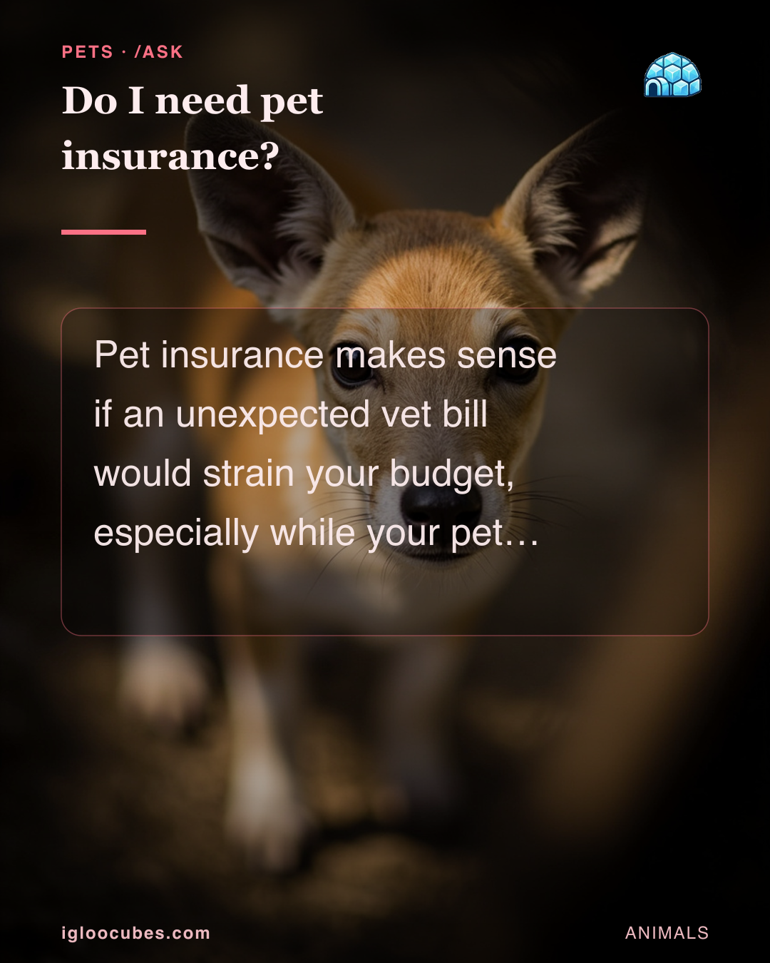 Do I need pet insurance?