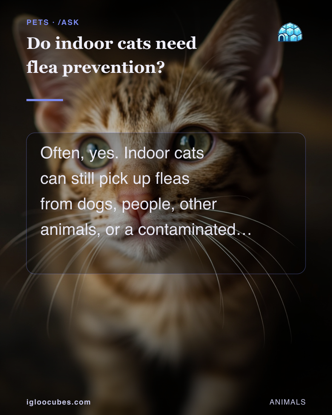 Do indoor cats need flea prevention?