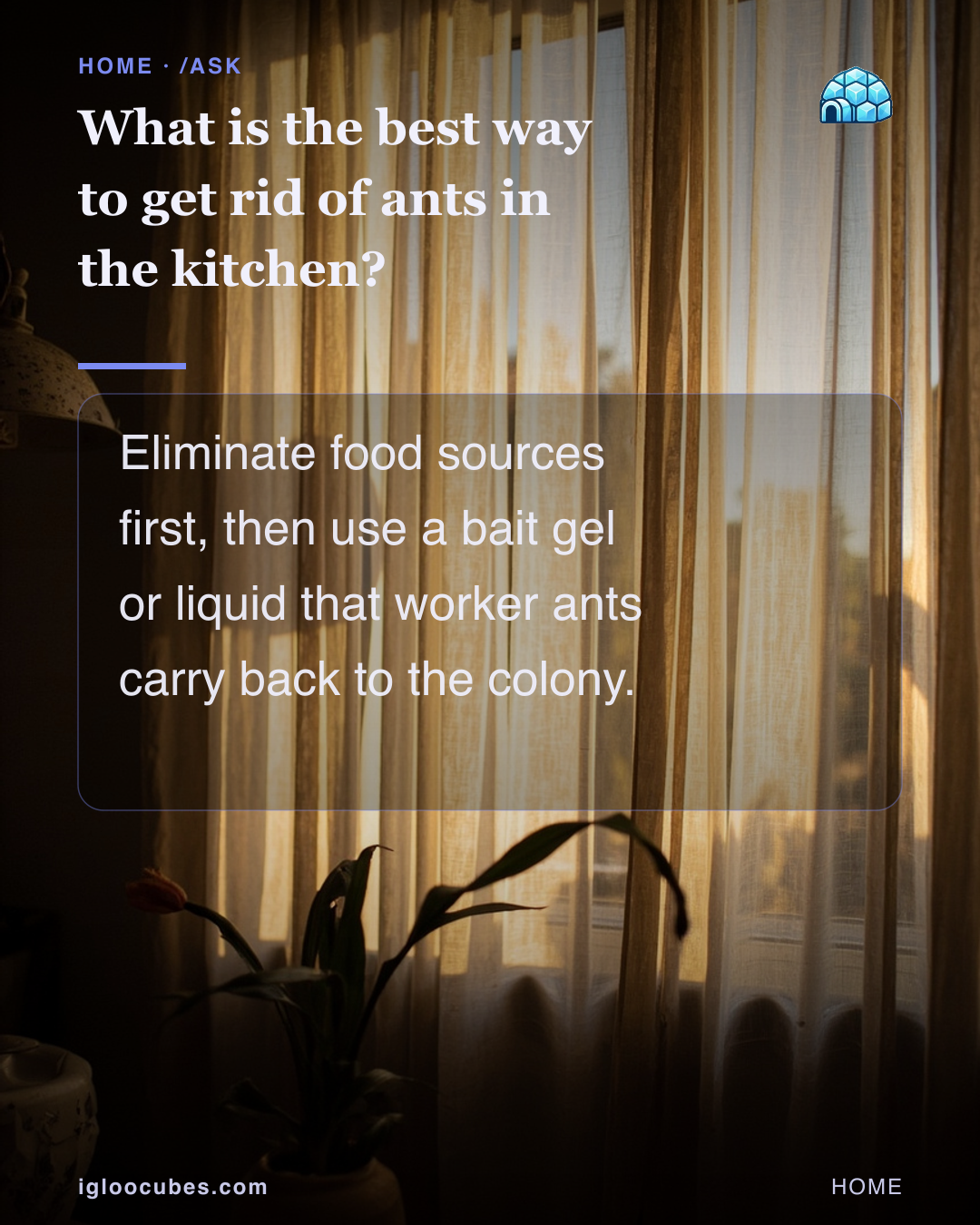 What is the best way to get rid of ants in the kitchen?