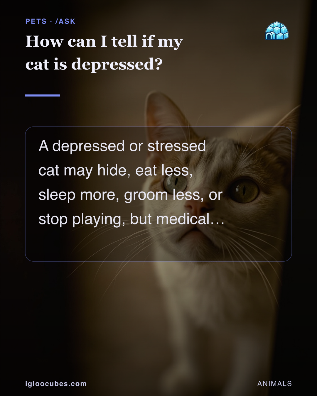 How can I tell if my cat is depressed?