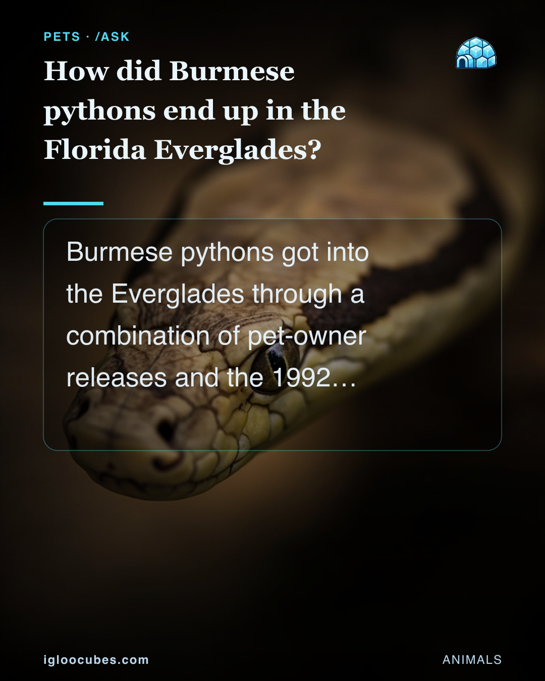 How did Burmese pythons end up in the Florida Everglades?