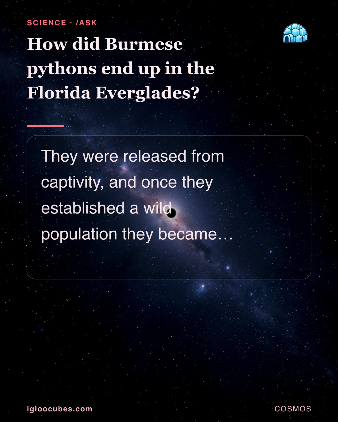 How did Burmese pythons end up in the Florida Everglades?