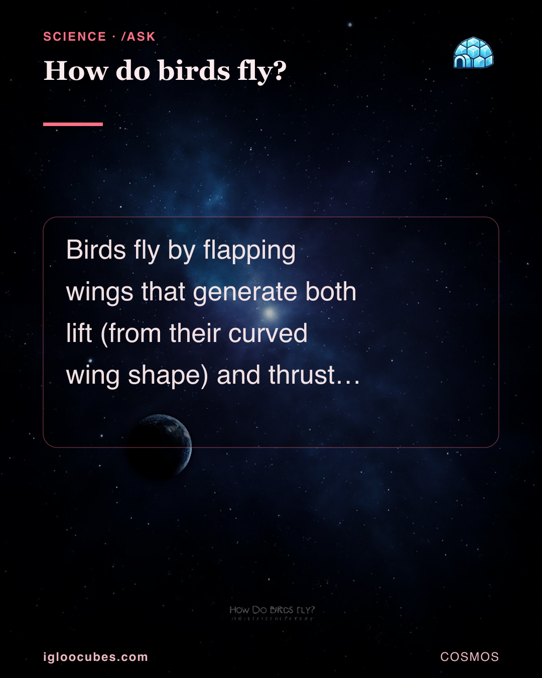 How do birds fly?