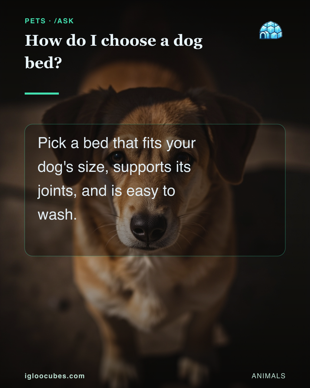 How do I choose a dog bed?
