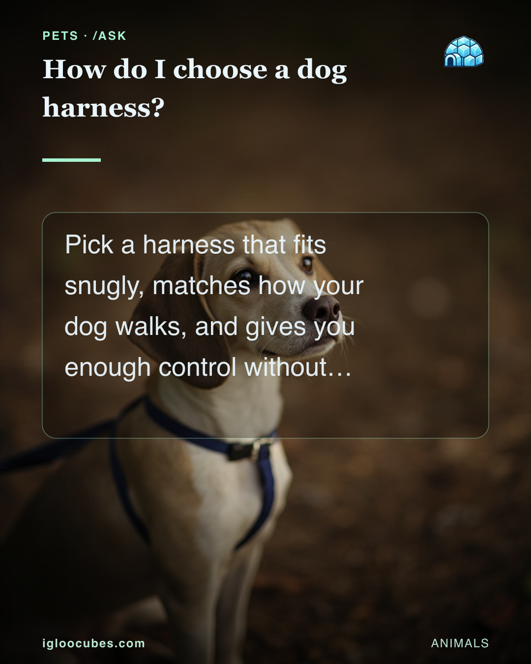 How do I choose a dog harness?