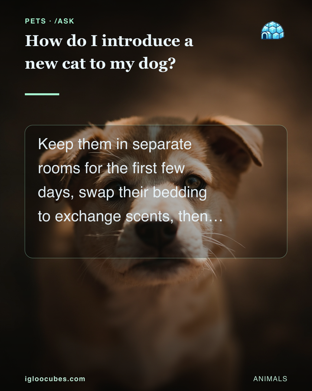 How do I introduce a new cat to my dog?