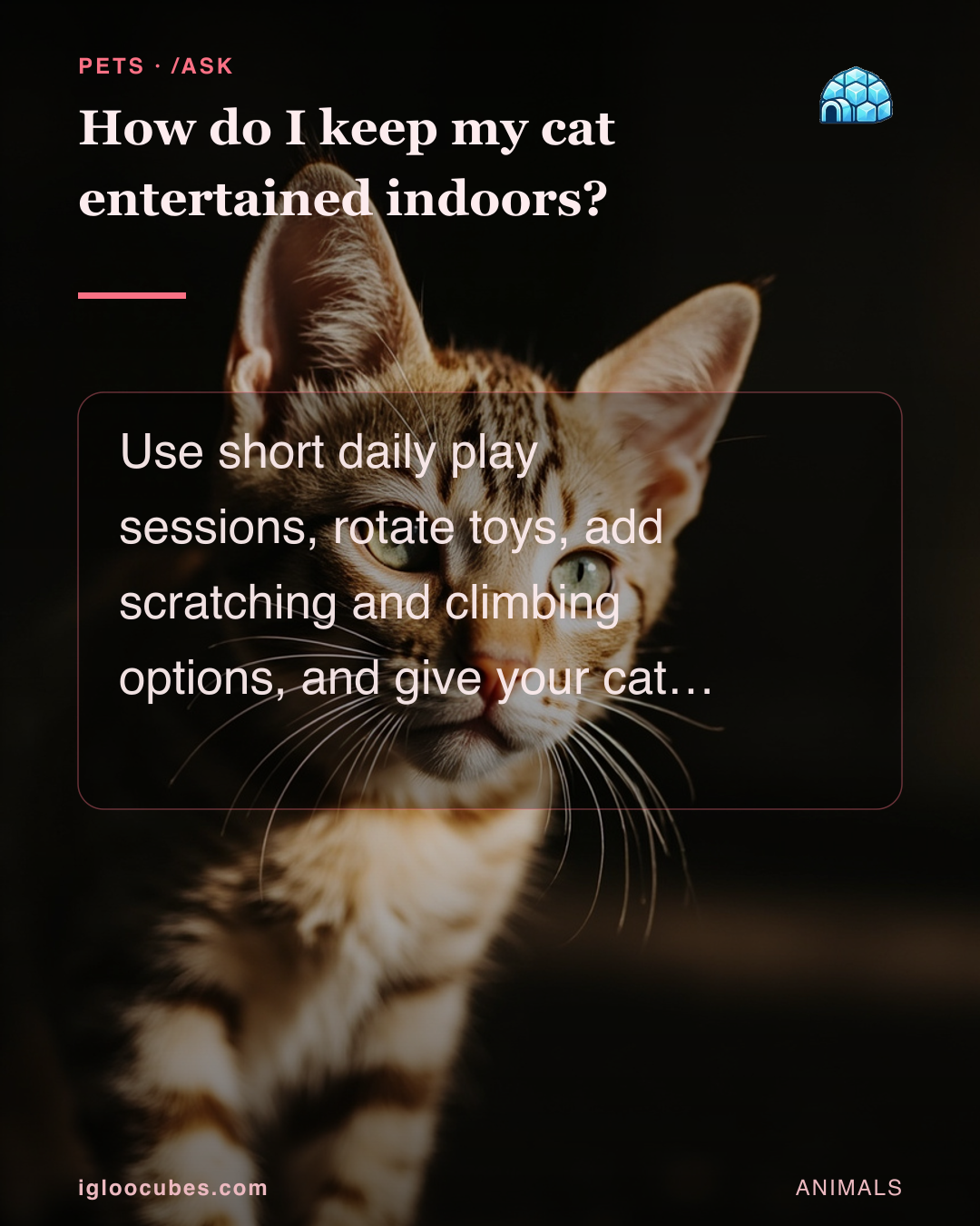 How do I keep my cat entertained indoors?