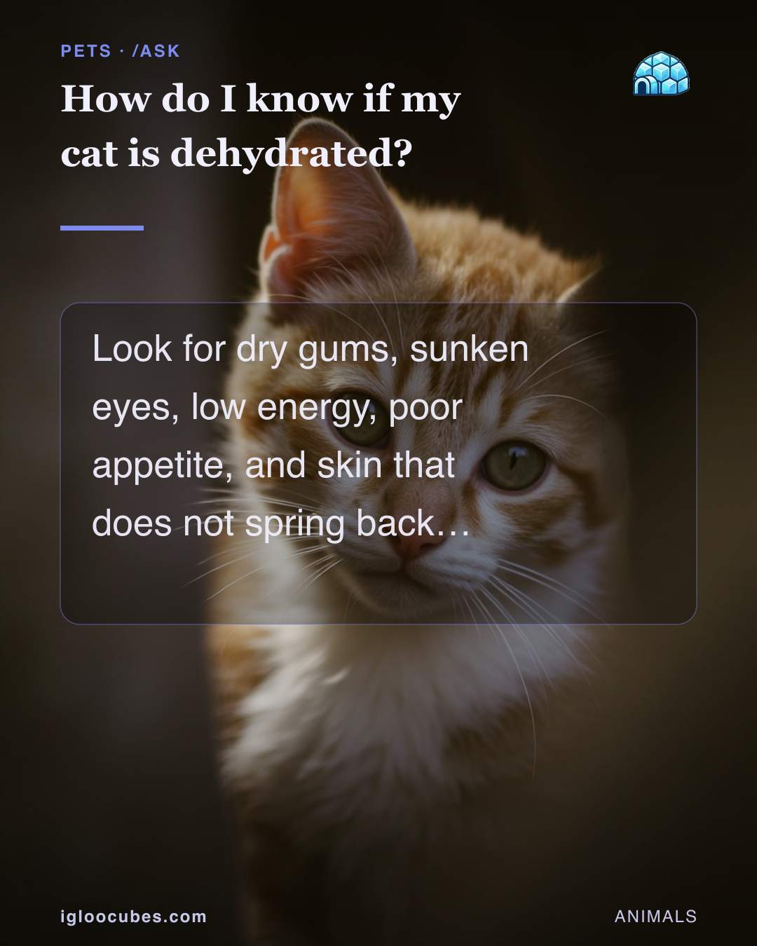 How do I know if my cat is dehydrated?
