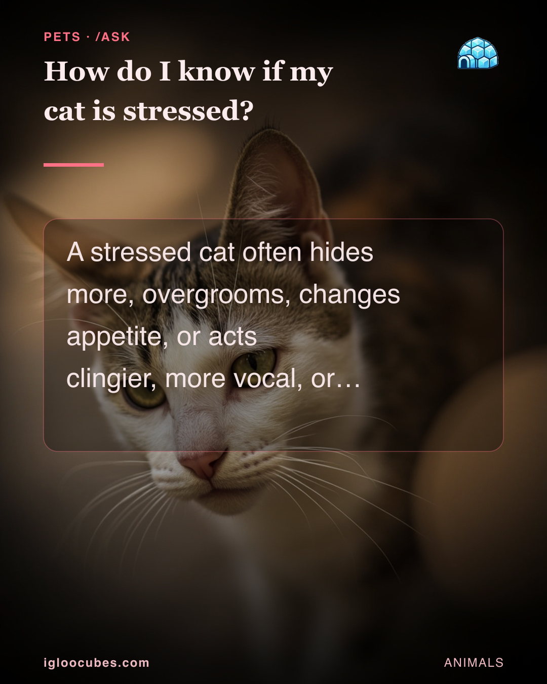 How do I know if my cat is stressed?