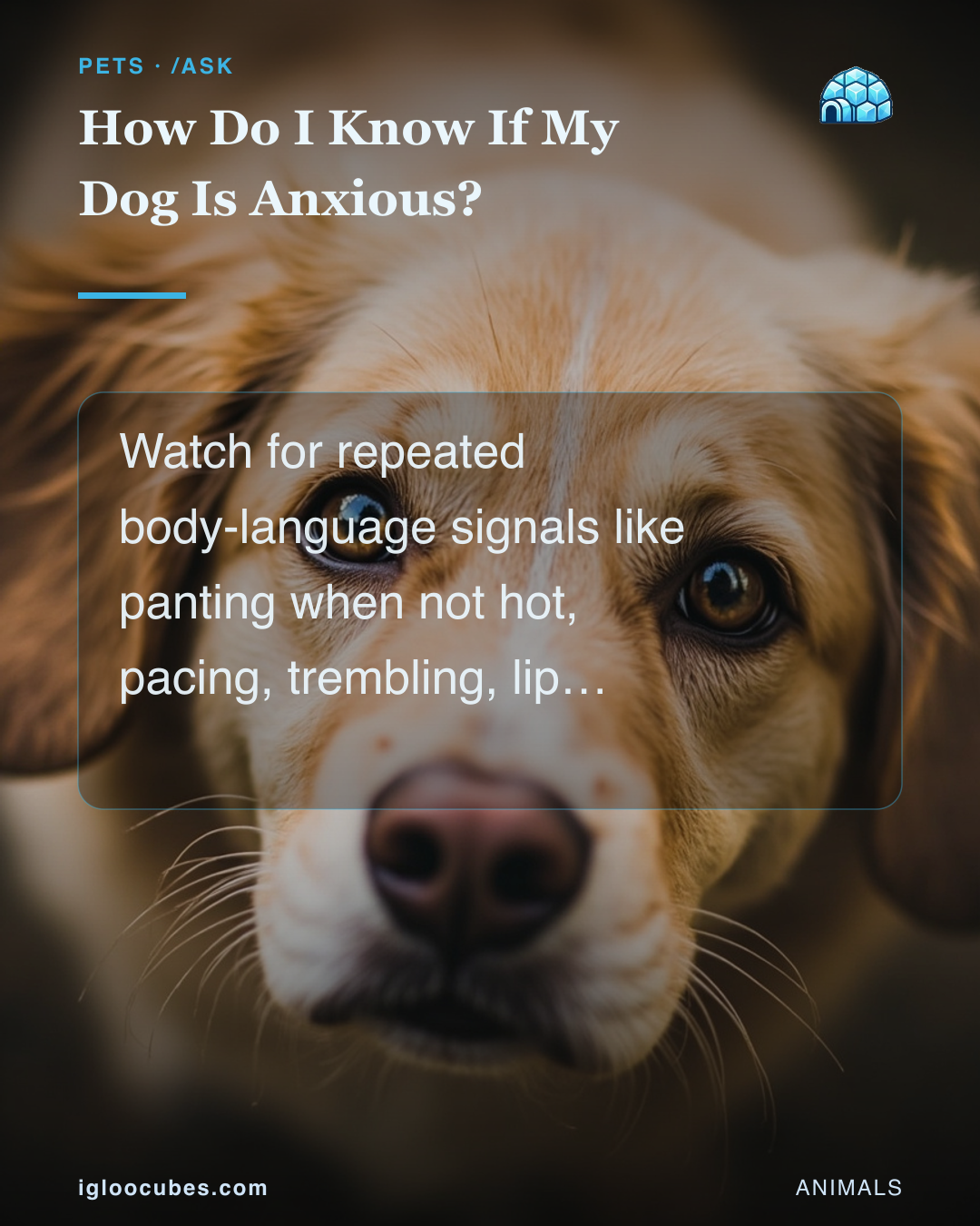 How Do I Know If My Dog Is Anxious?