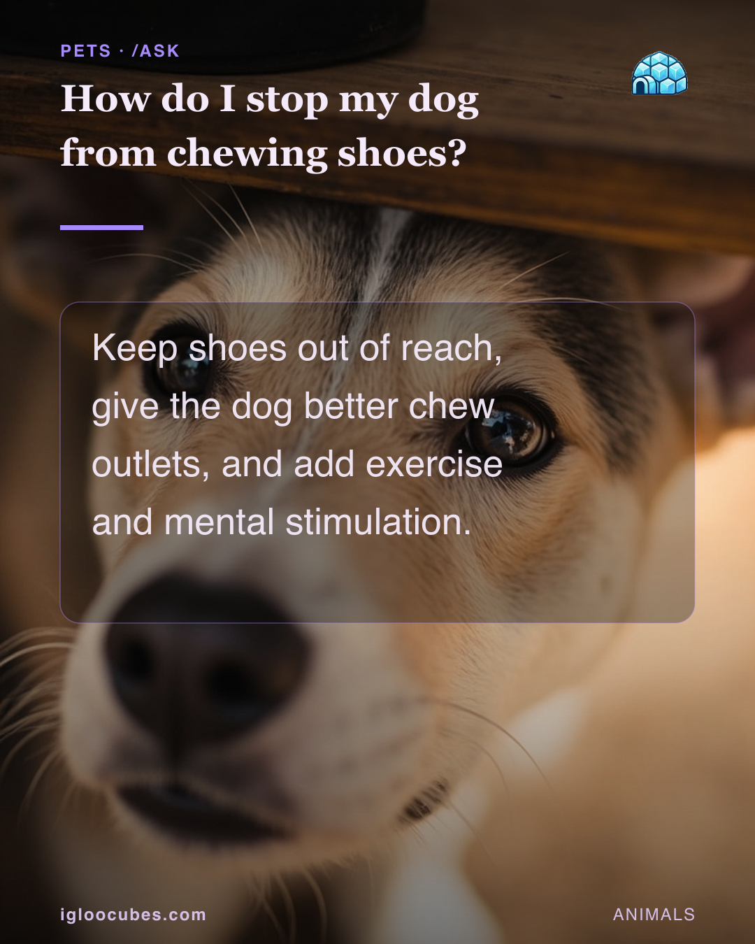 How do I stop my dog from chewing shoes?