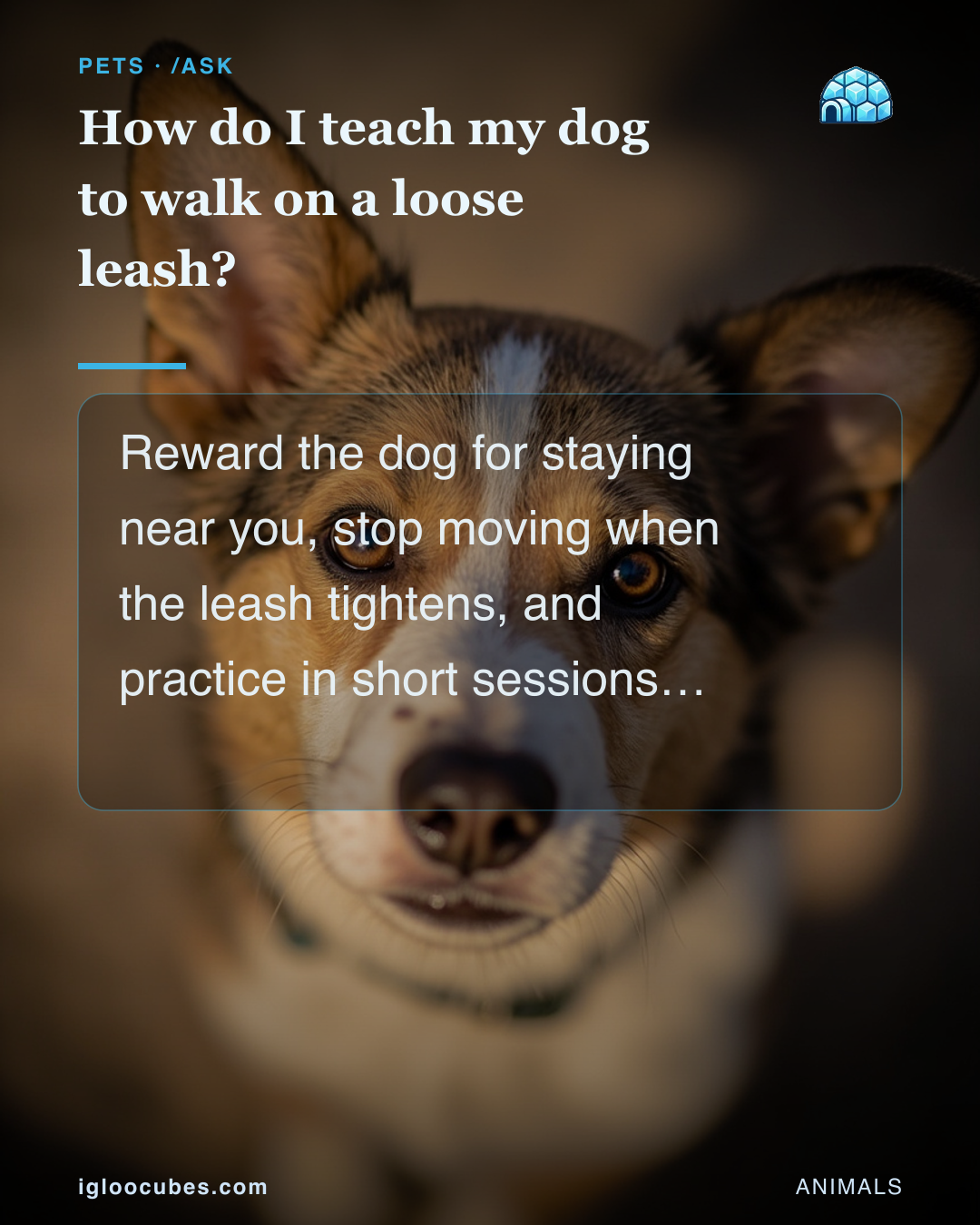 How do I teach my dog to walk on a loose leash?
