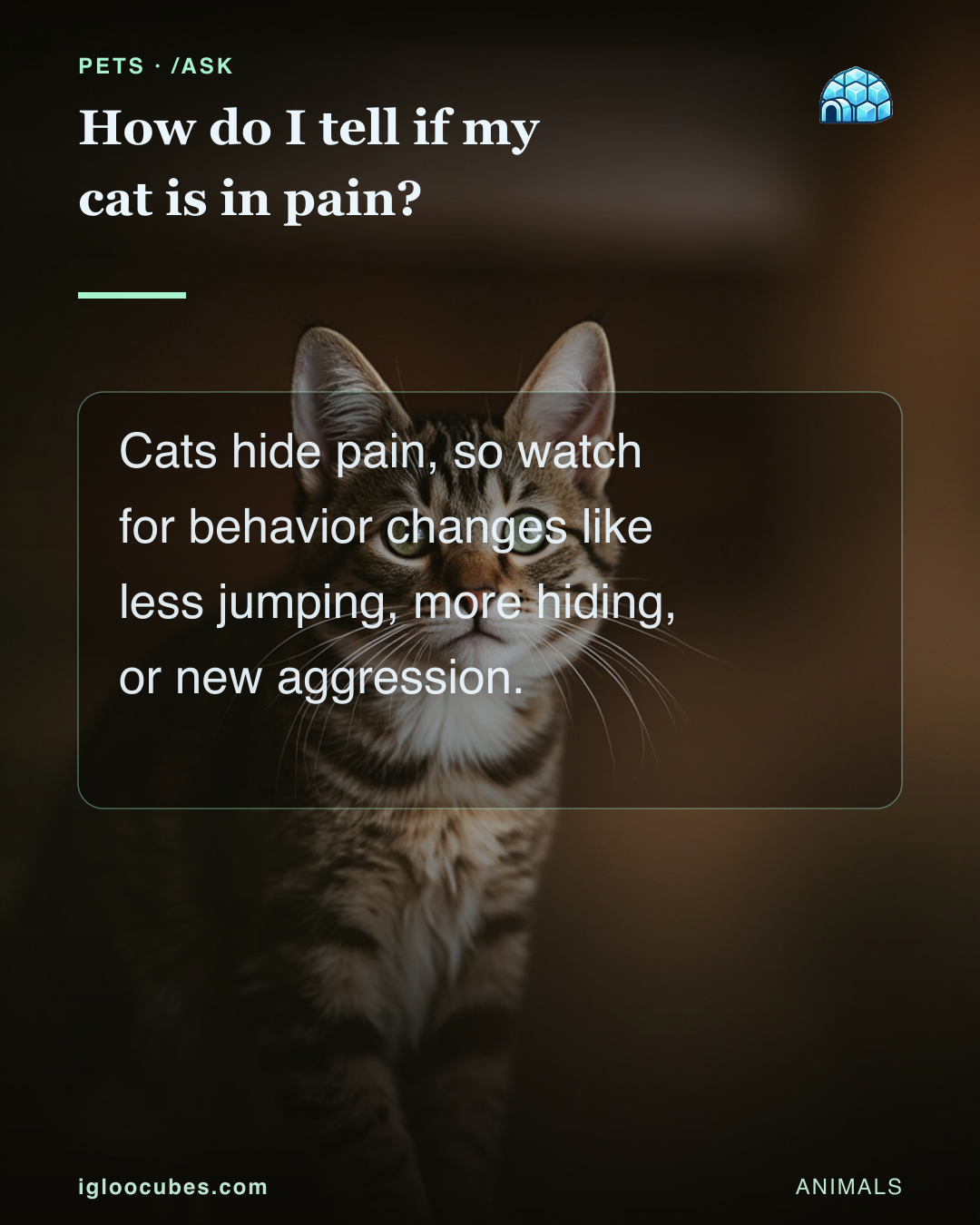 How do I tell if my cat is in pain?