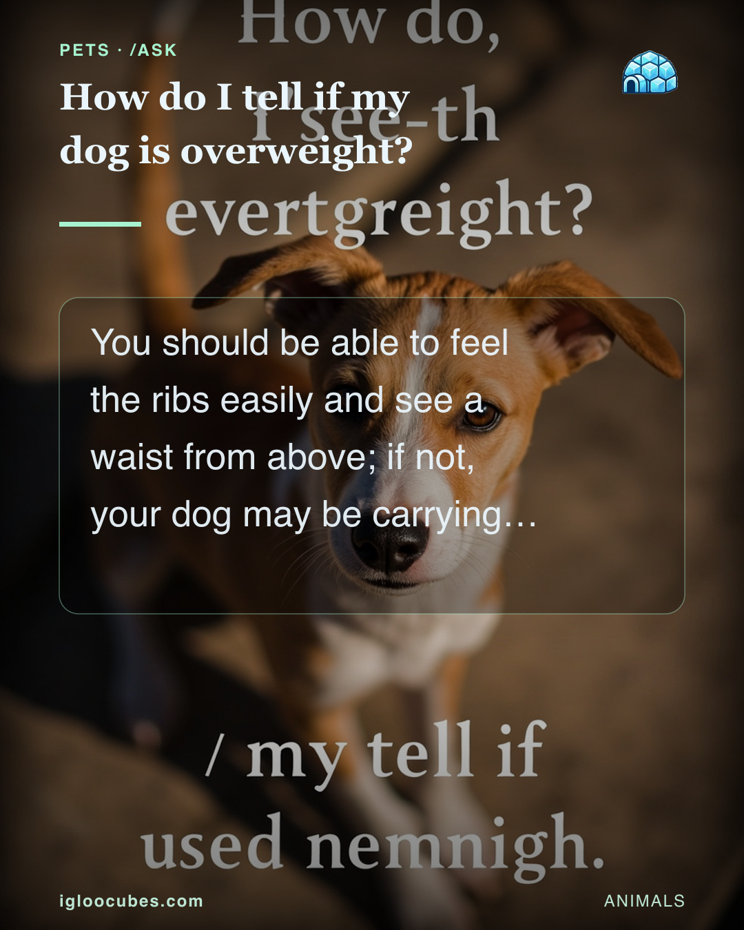 How do I tell if my dog is overweight?
