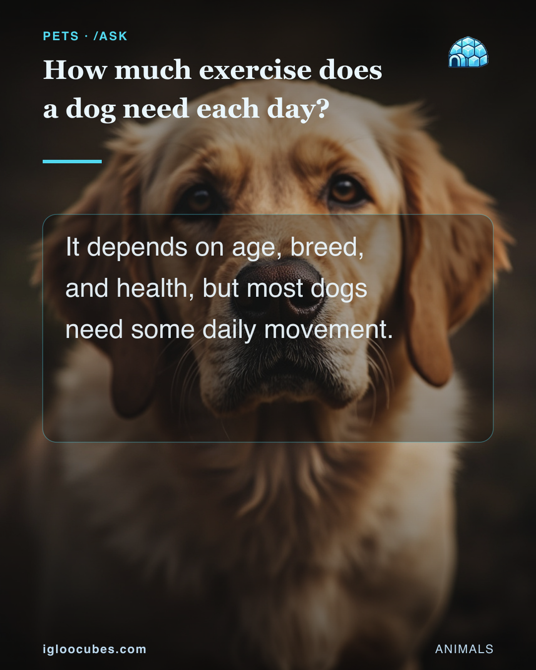 How much exercise does a dog need each day?