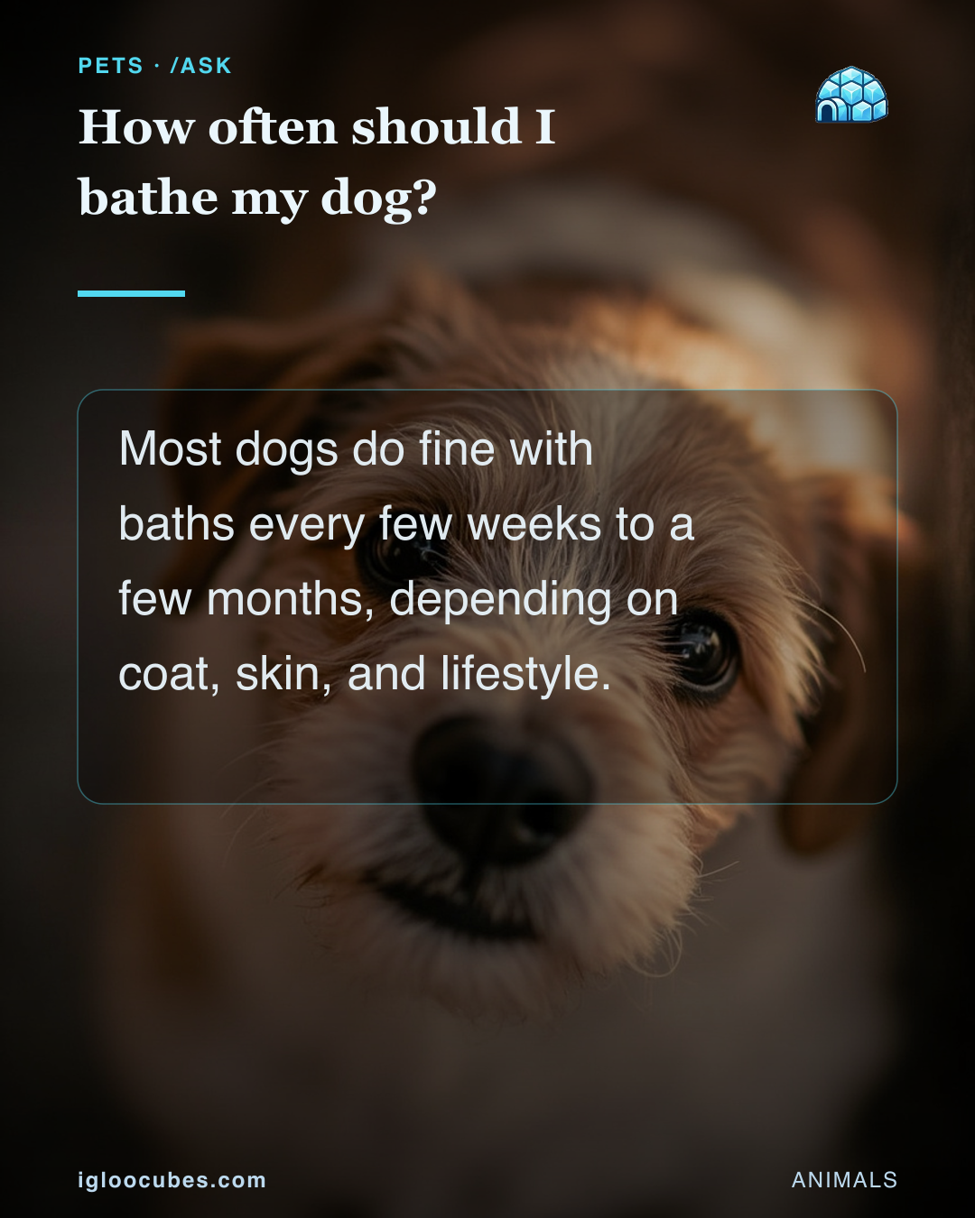 How often should I bathe my dog?