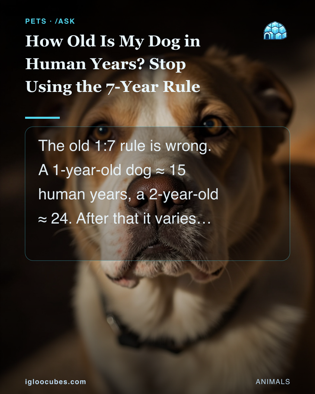 How Old Is My Dog in Human Years? Stop Using the 7-Year Rule