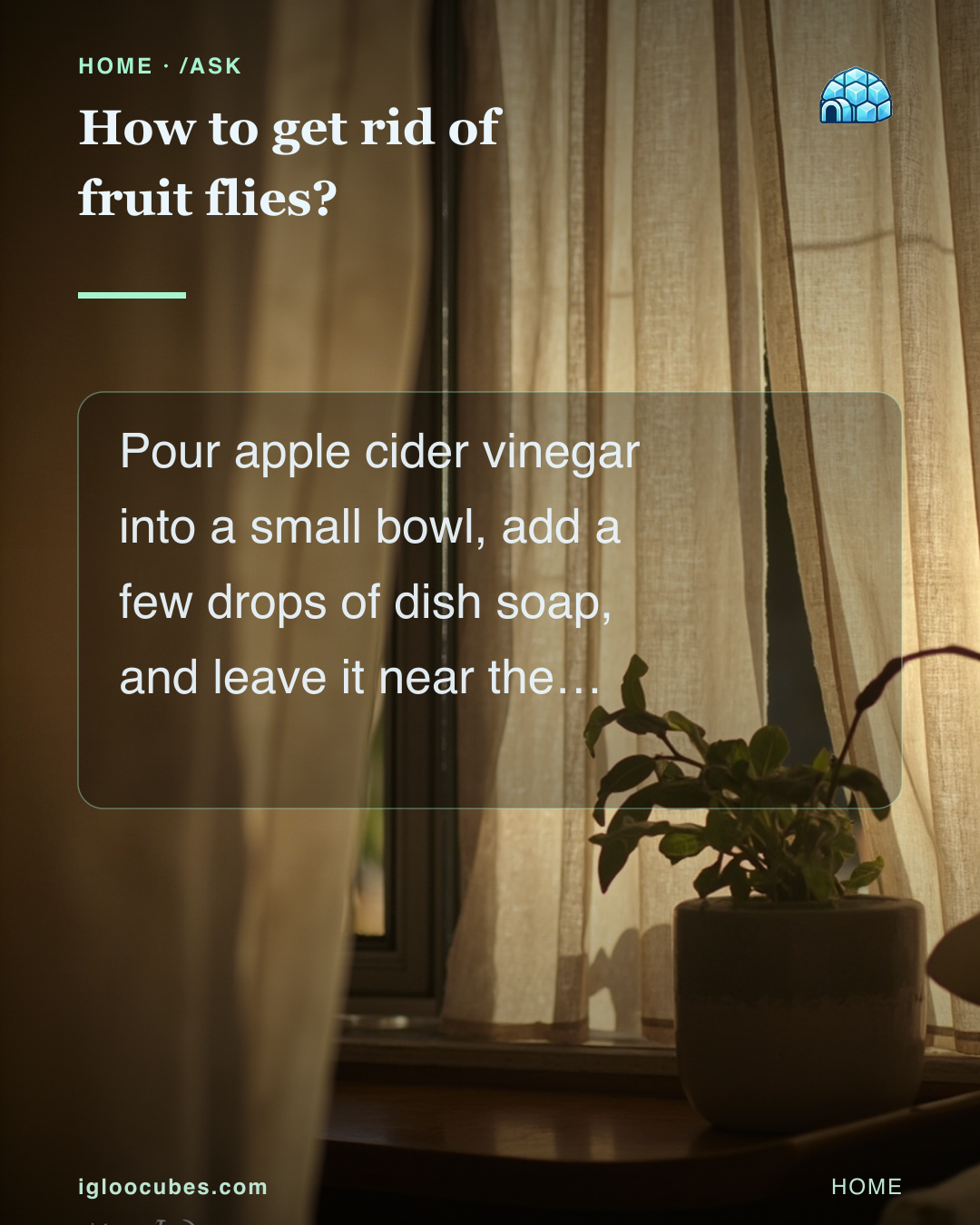 How to get rid of fruit flies?