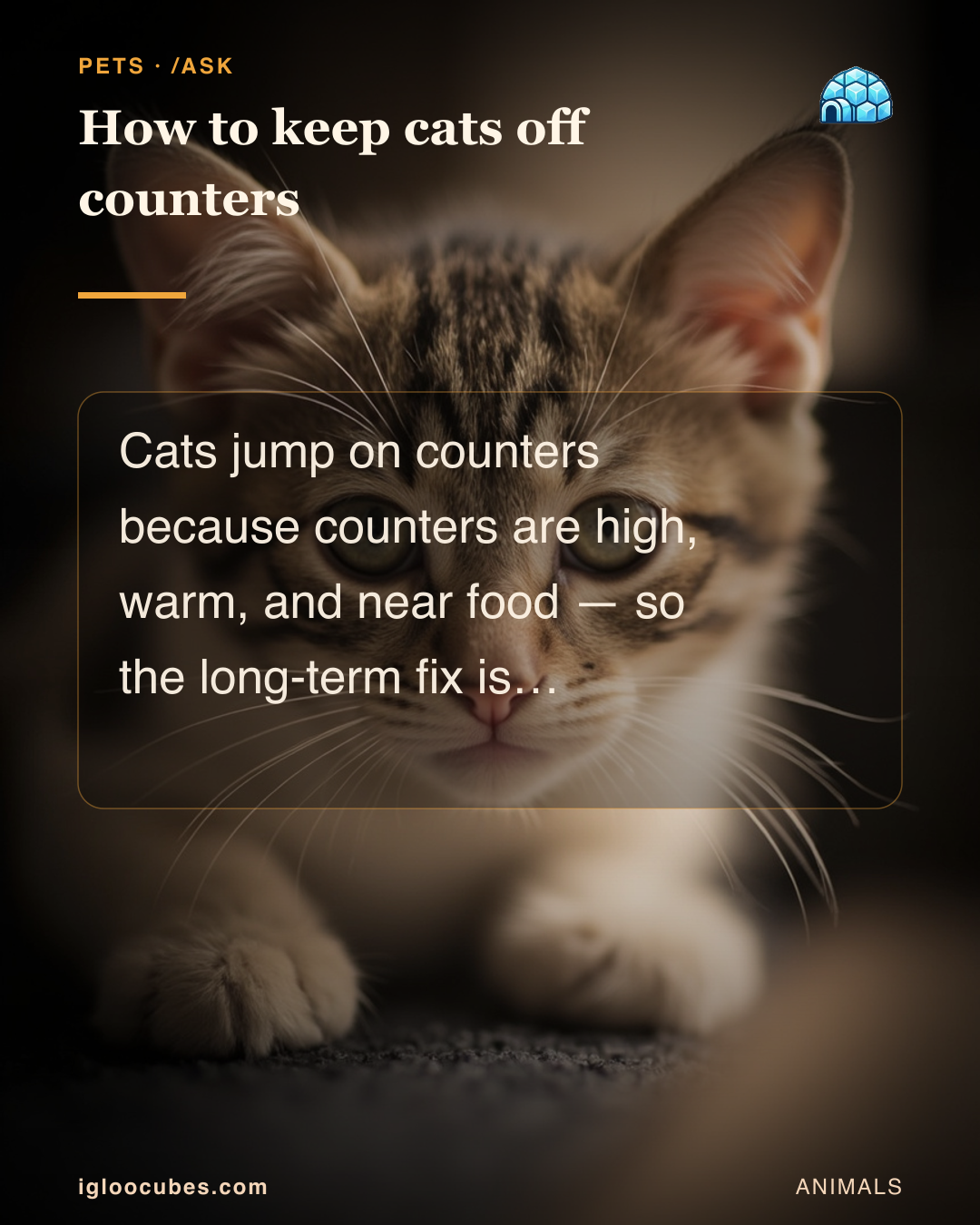 How to keep cats off counters