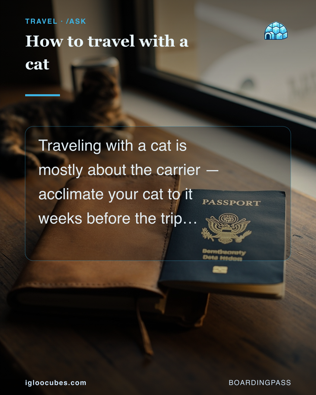 How to travel with a cat