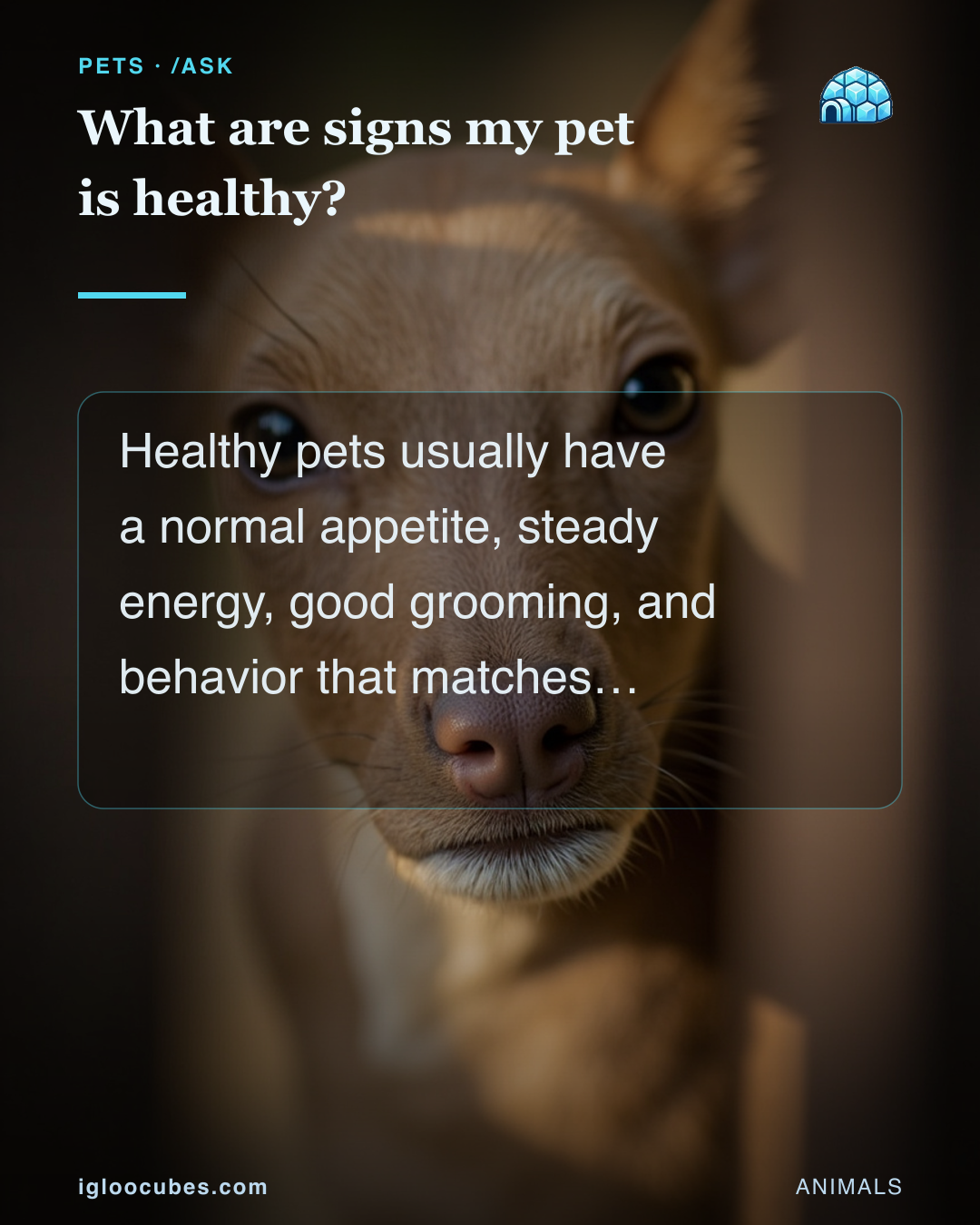 What are signs my pet is healthy?