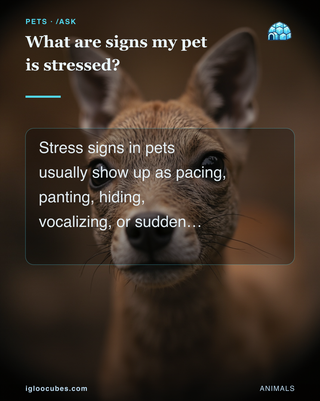 What are signs my pet is stressed?