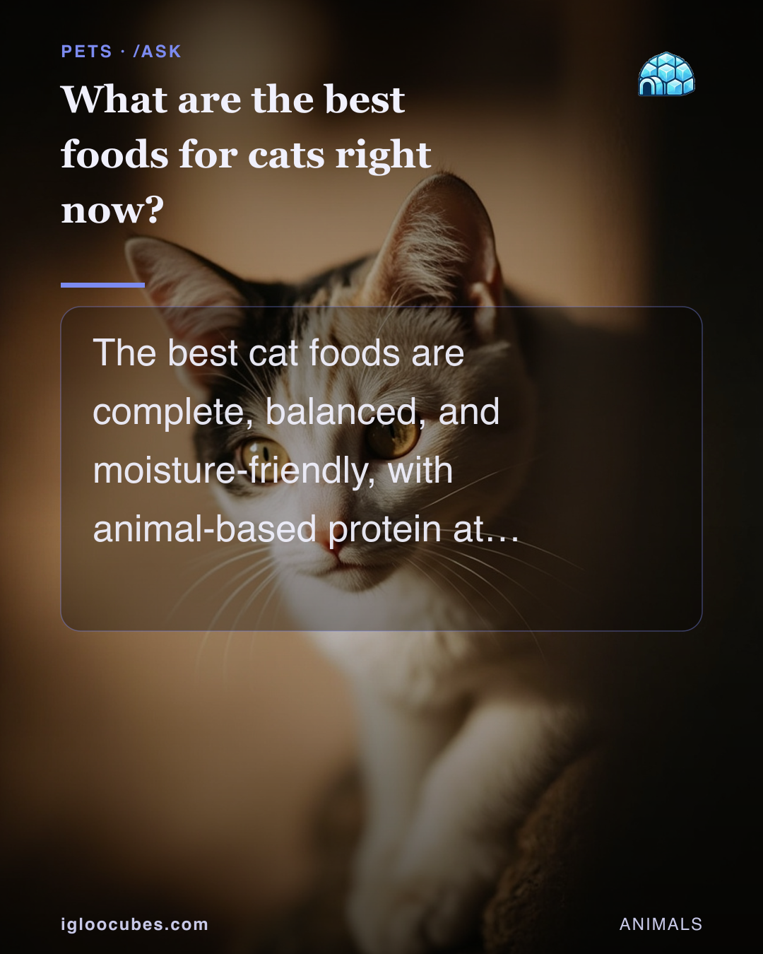 What are the best foods for cats right now?