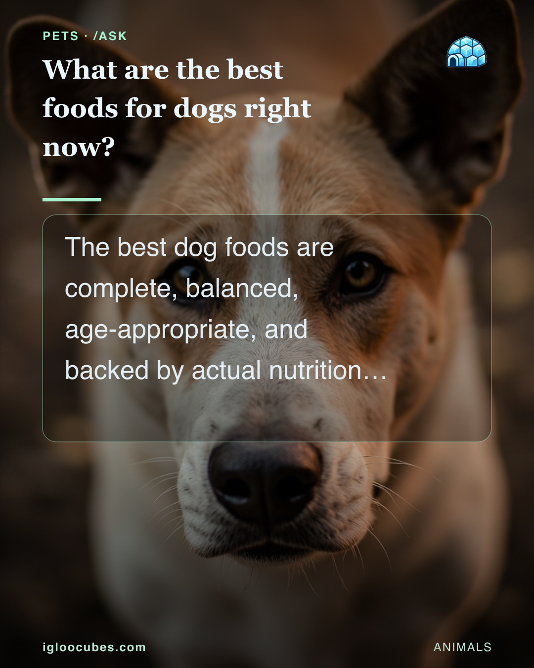 What are the best foods for dogs right now?