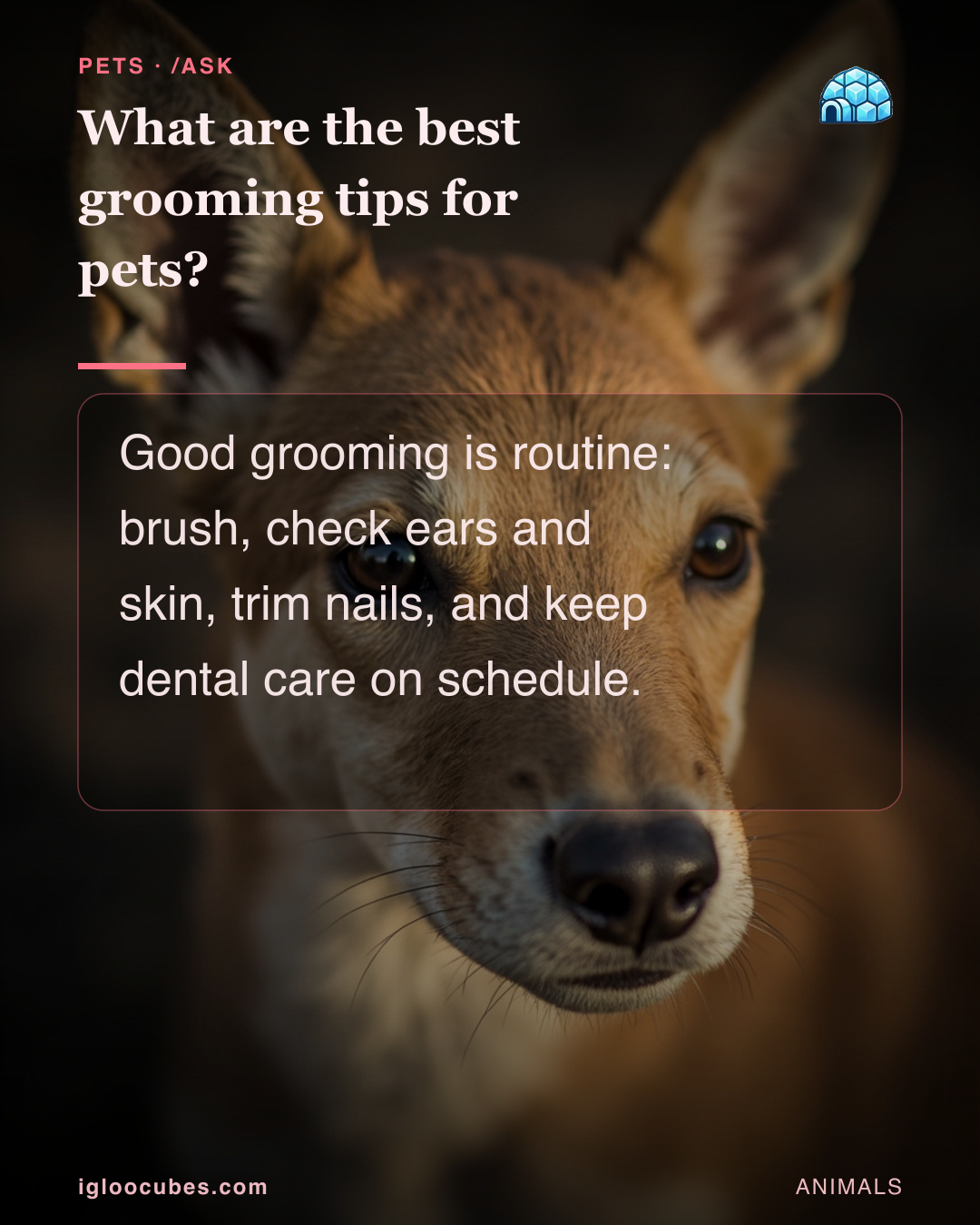 What are the best grooming tips for pets?