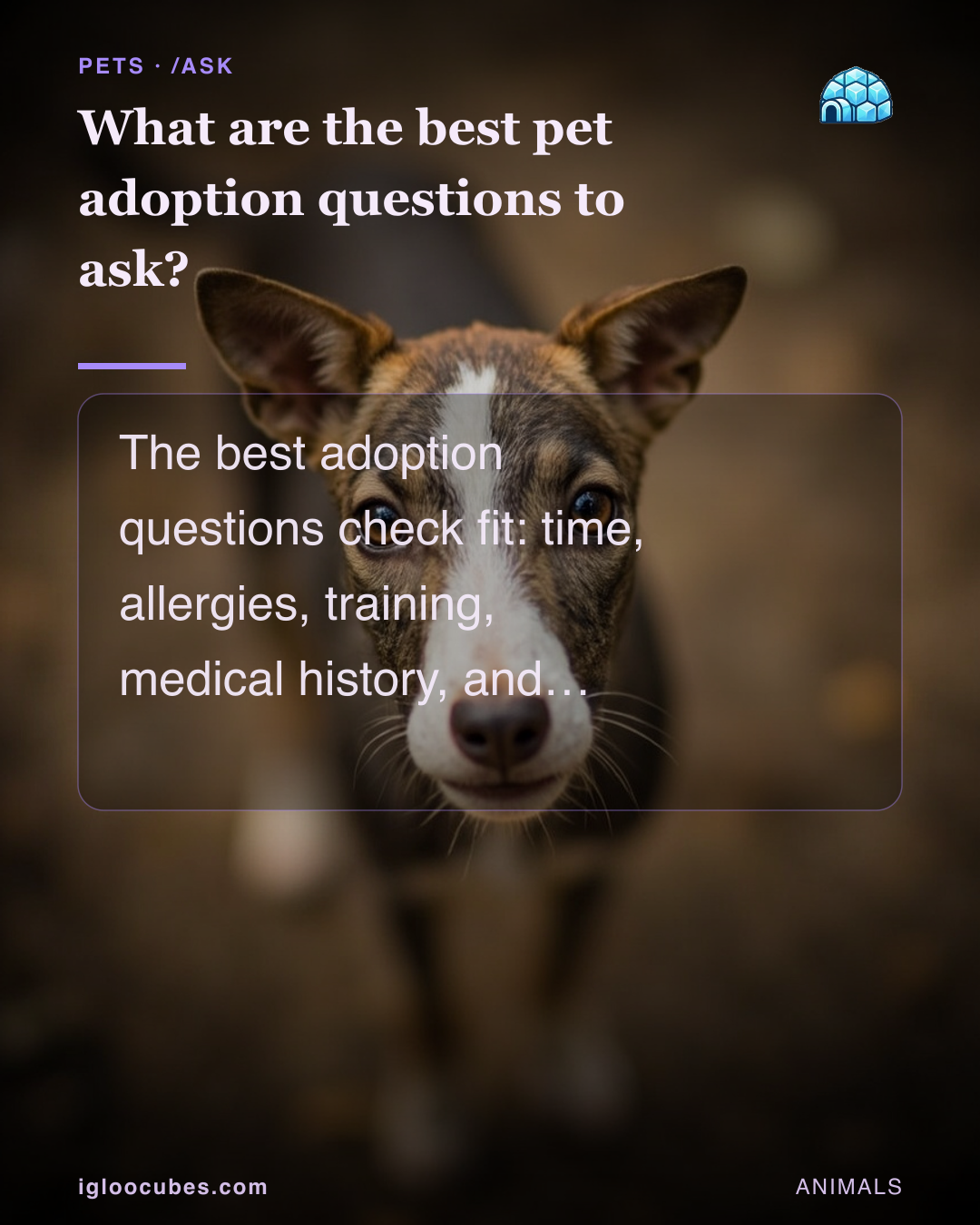 What are the best pet adoption questions to ask?
