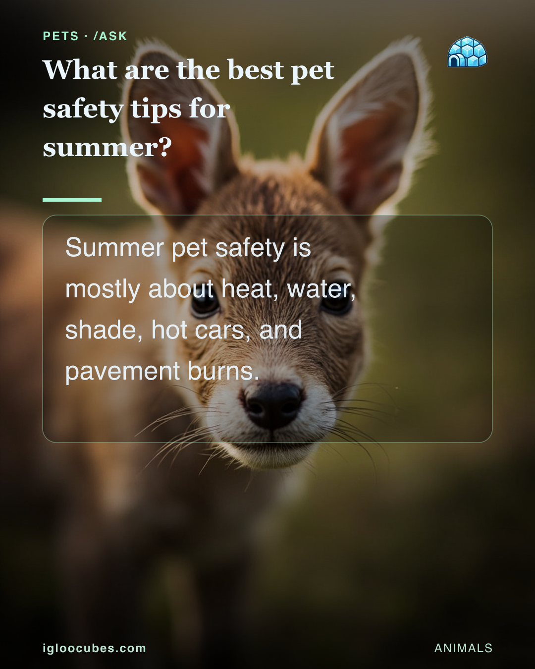 What are the best pet safety tips for summer?