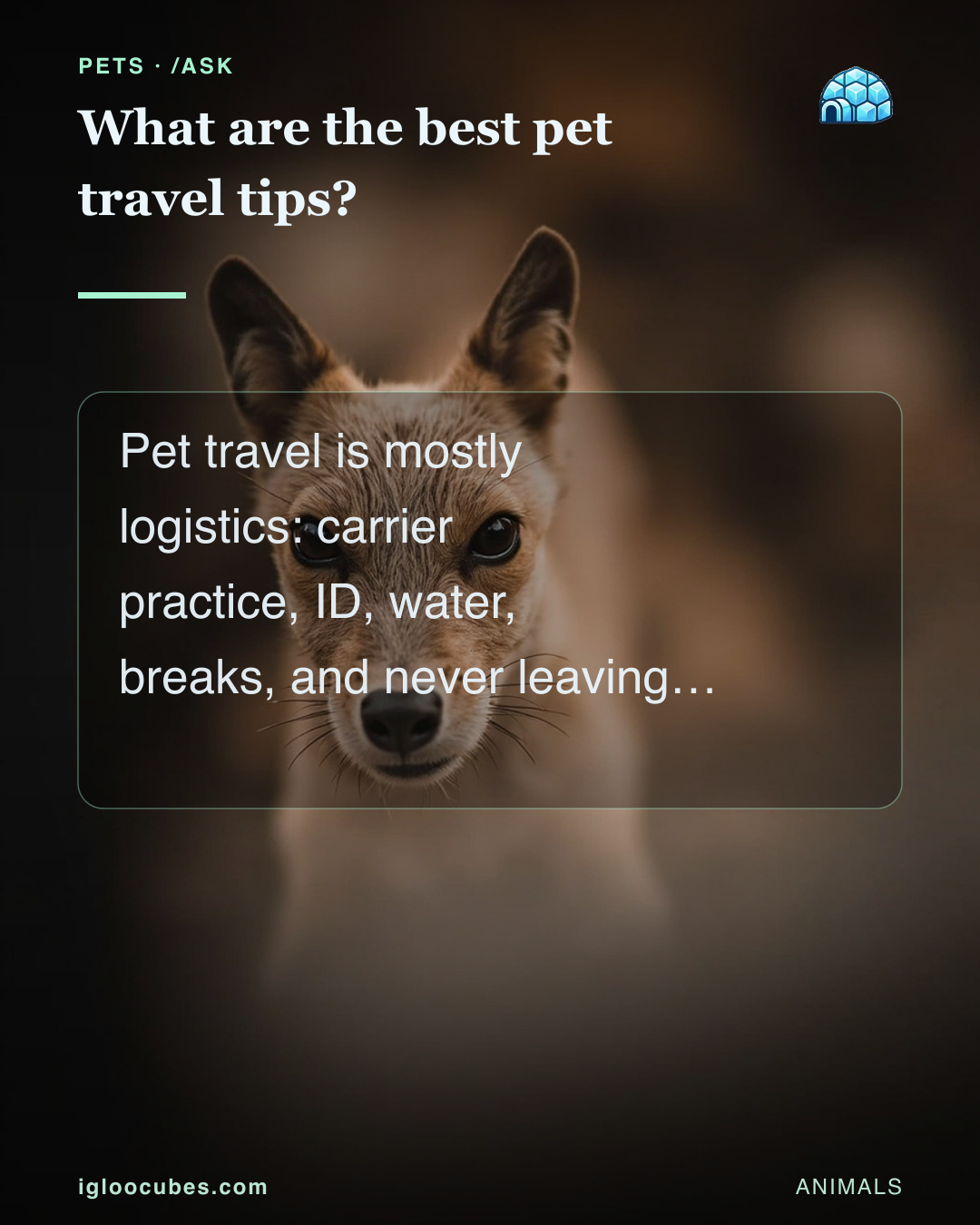 What are the best pet travel tips?