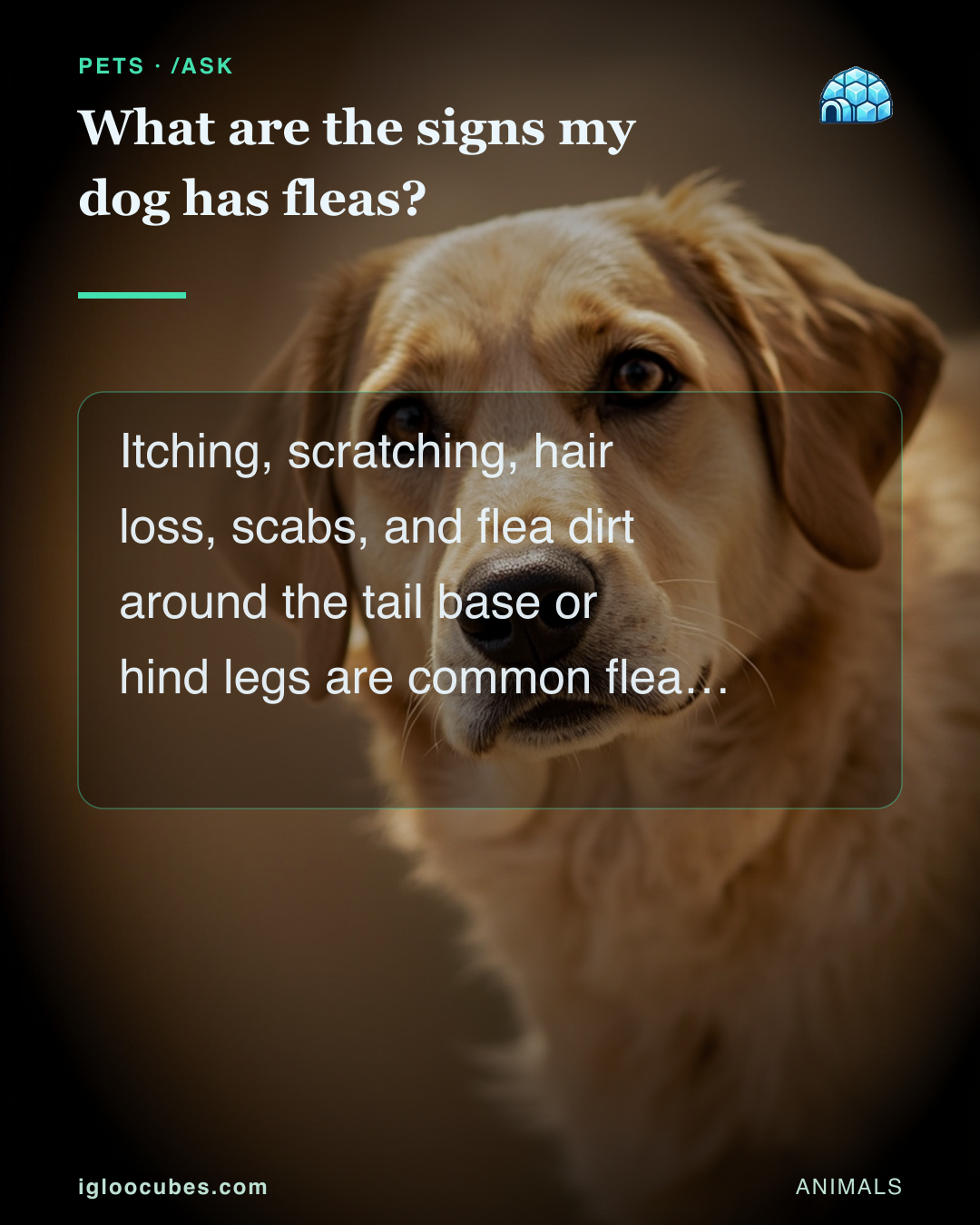 What are the signs my dog has fleas?