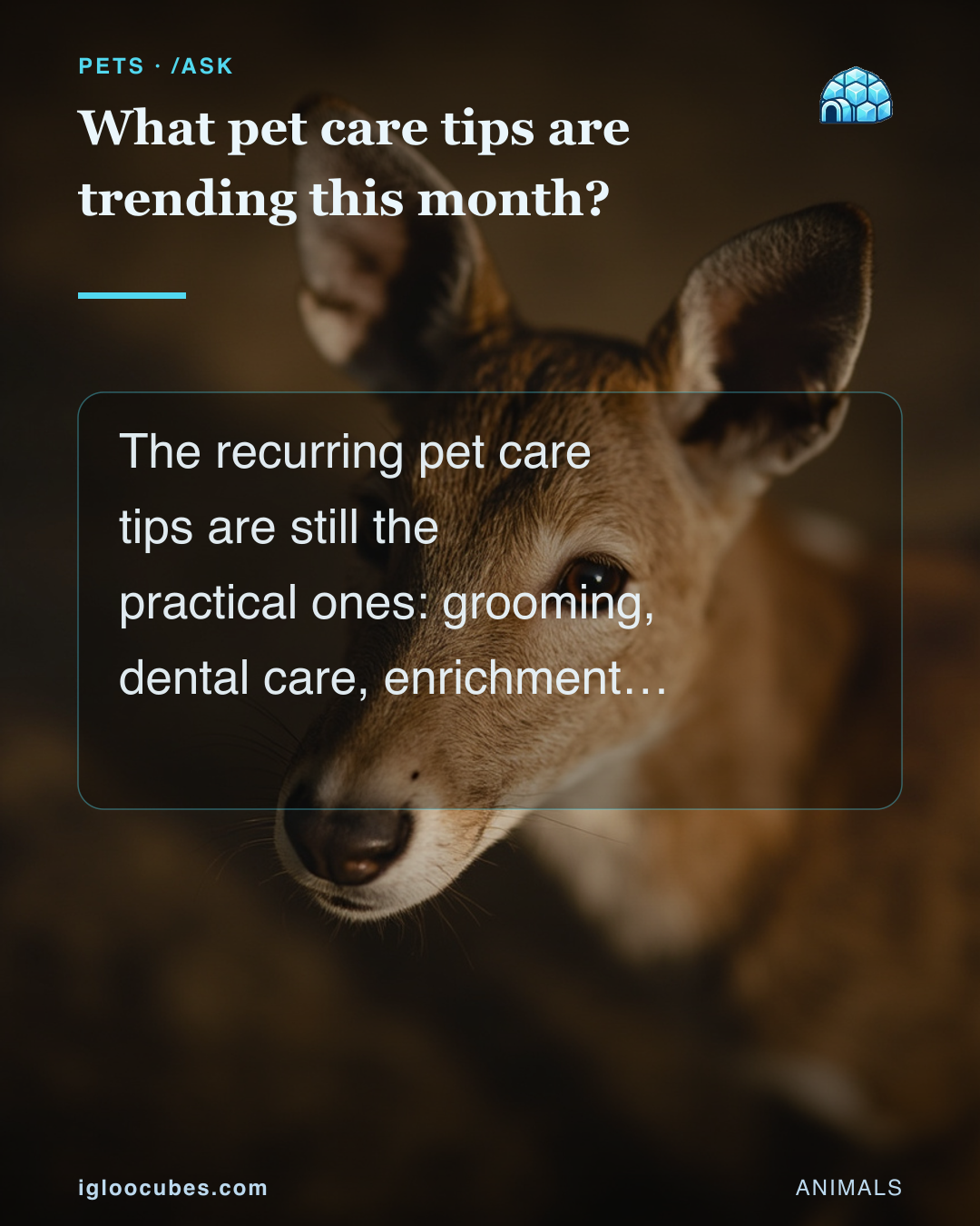 What pet care tips are trending this month?