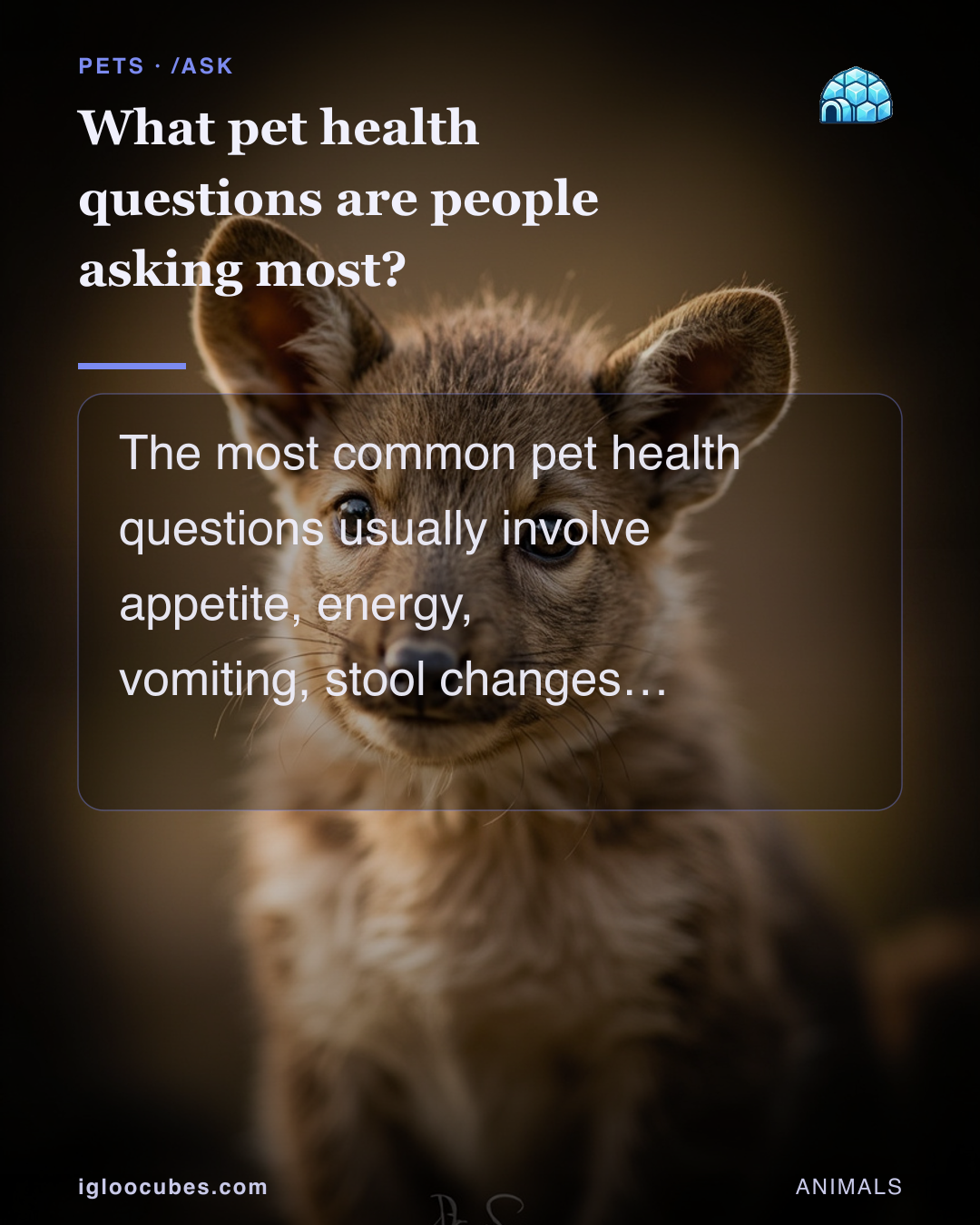 What pet health questions are people asking most?