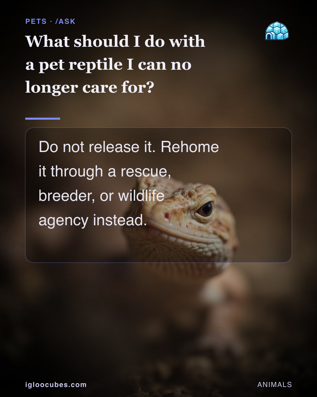 What should I do with a pet reptile I can no longer care for?