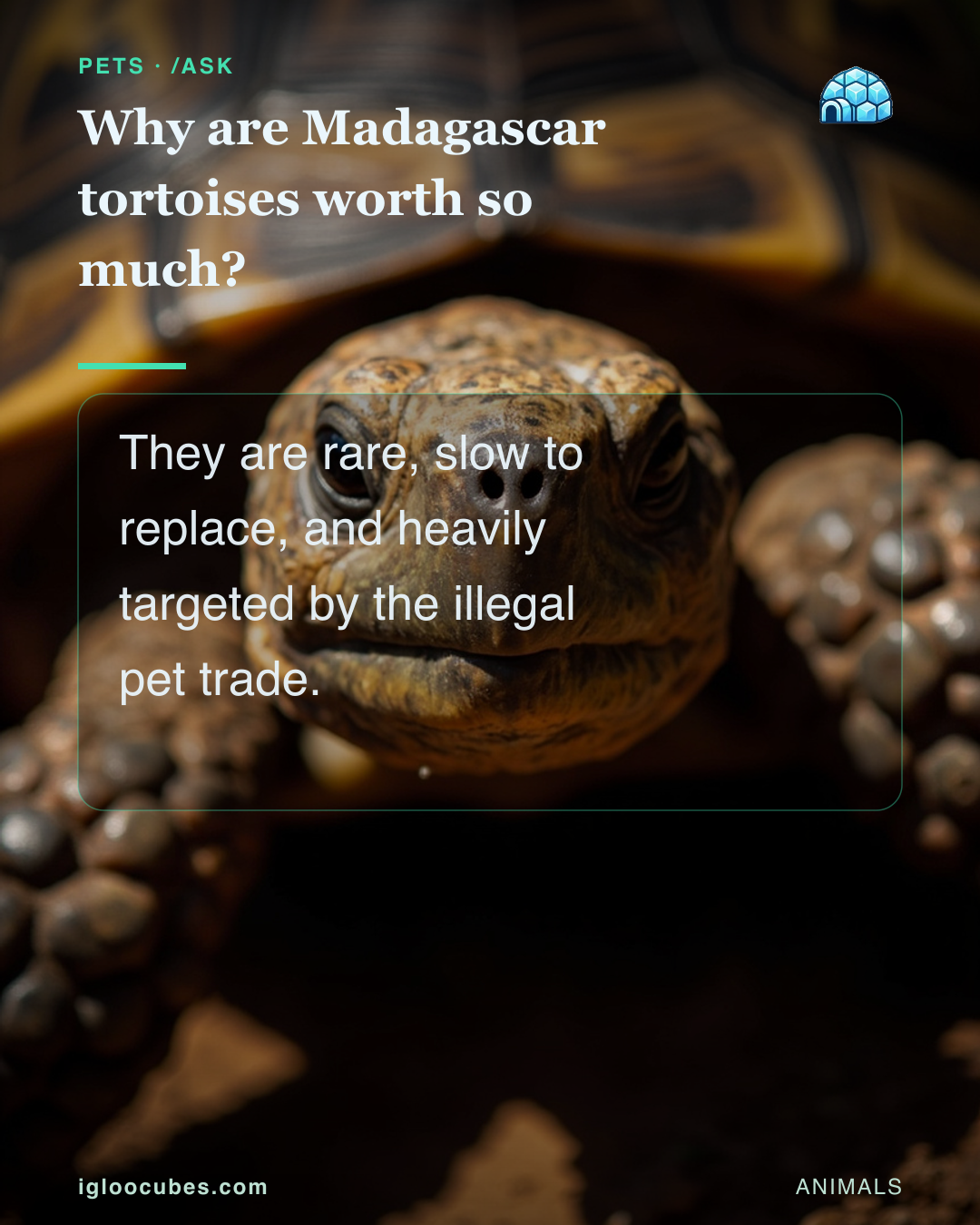 Why are Madagascar tortoises worth so much?