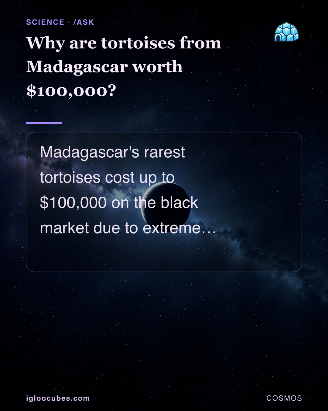 Why are tortoises from Madagascar worth $100,000?