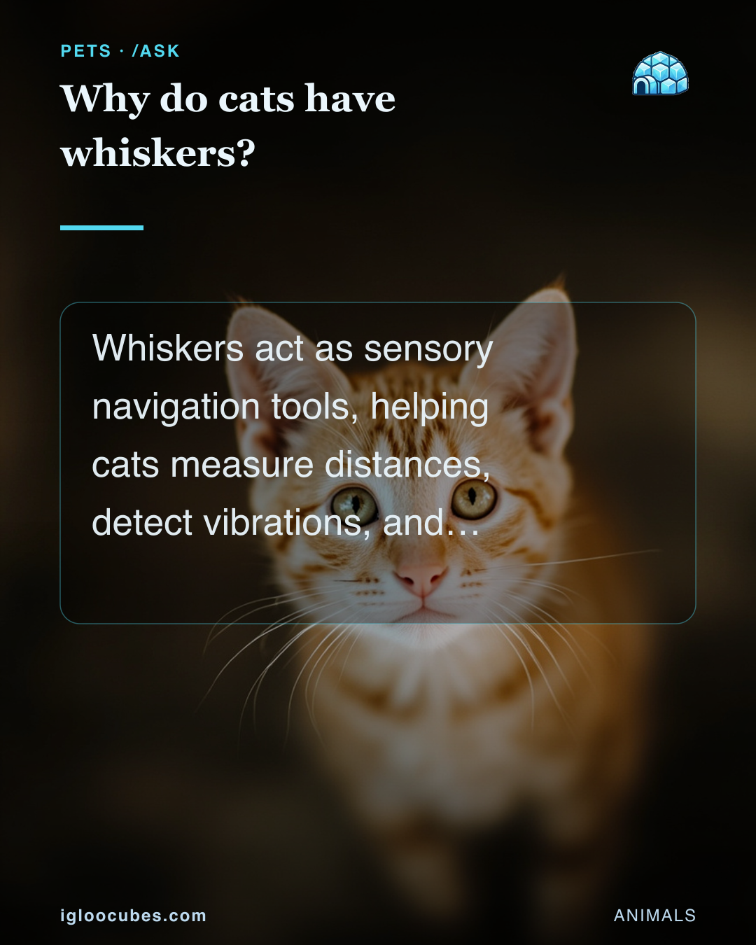 Why do cats have whiskers?