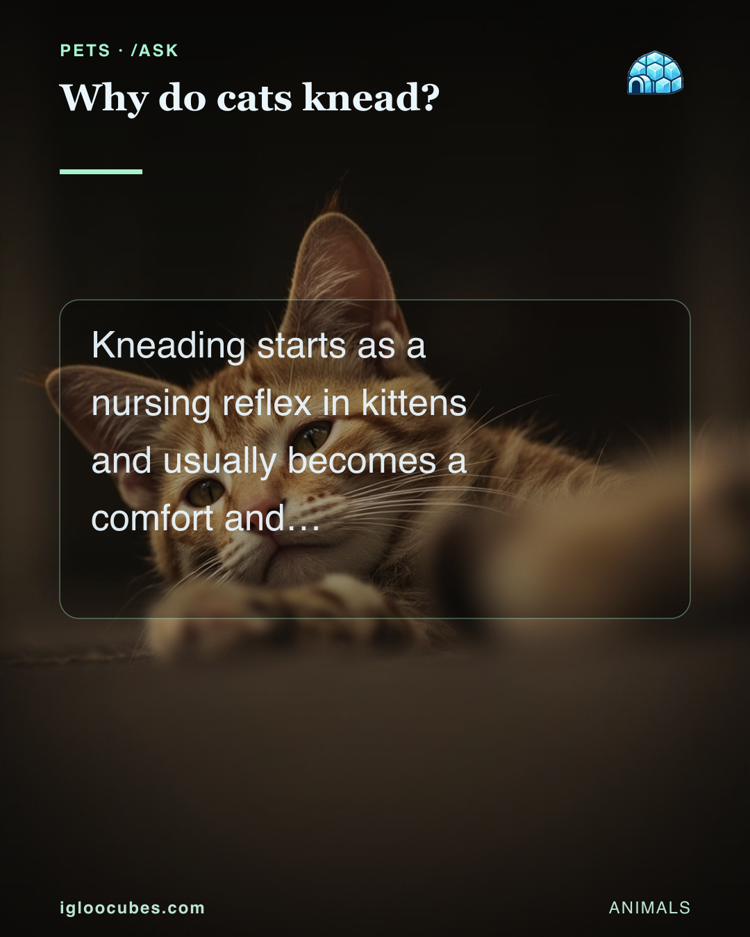 Why do cats knead?