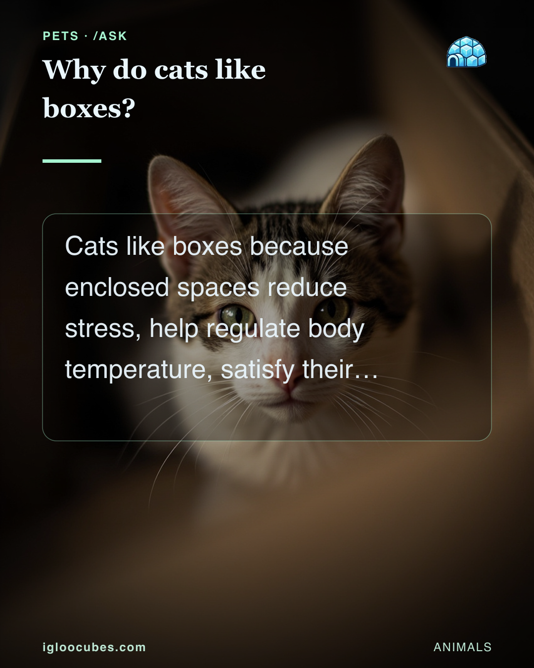 Why do cats like boxes?