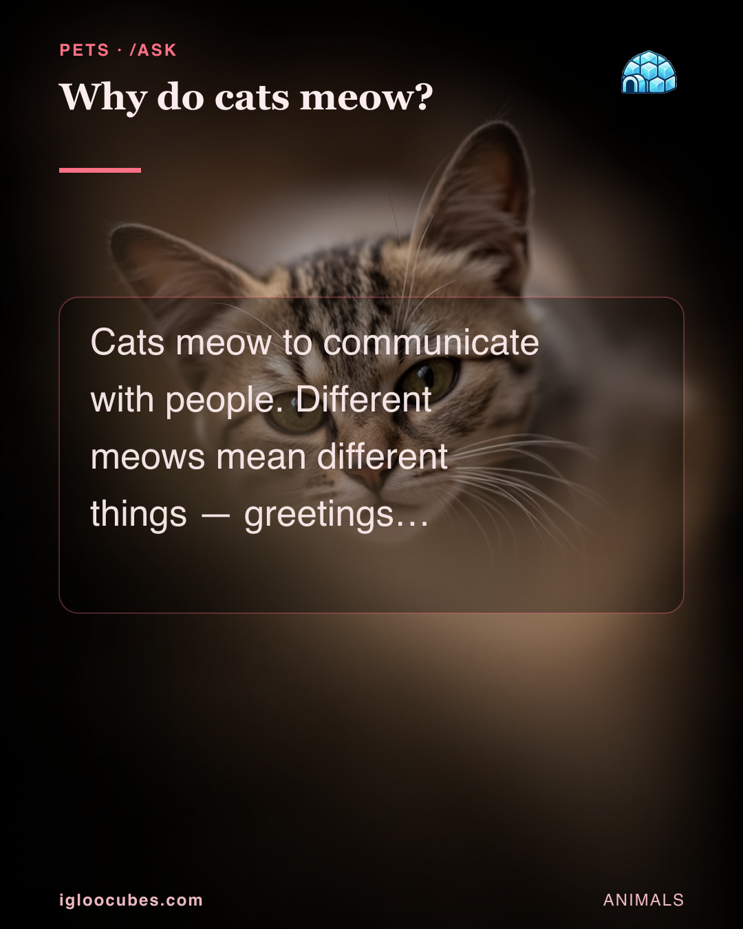 Why do cats meow?