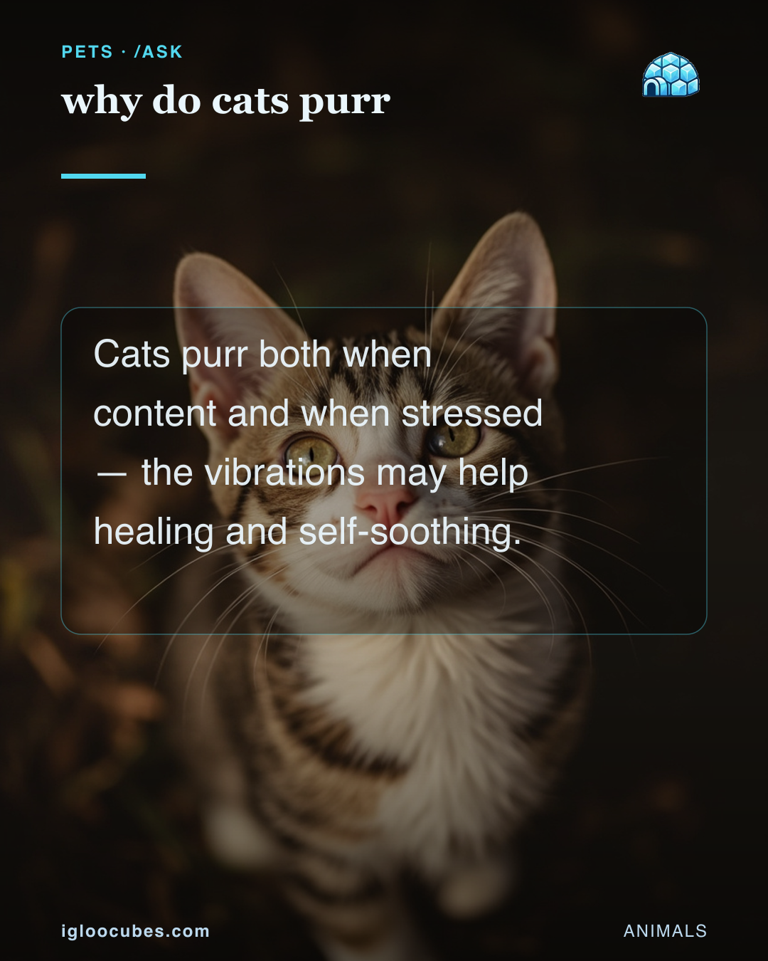 why do cats purr