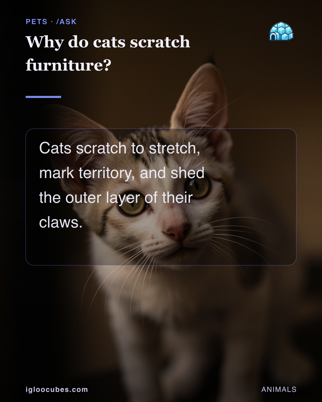 Why do cats scratch furniture?