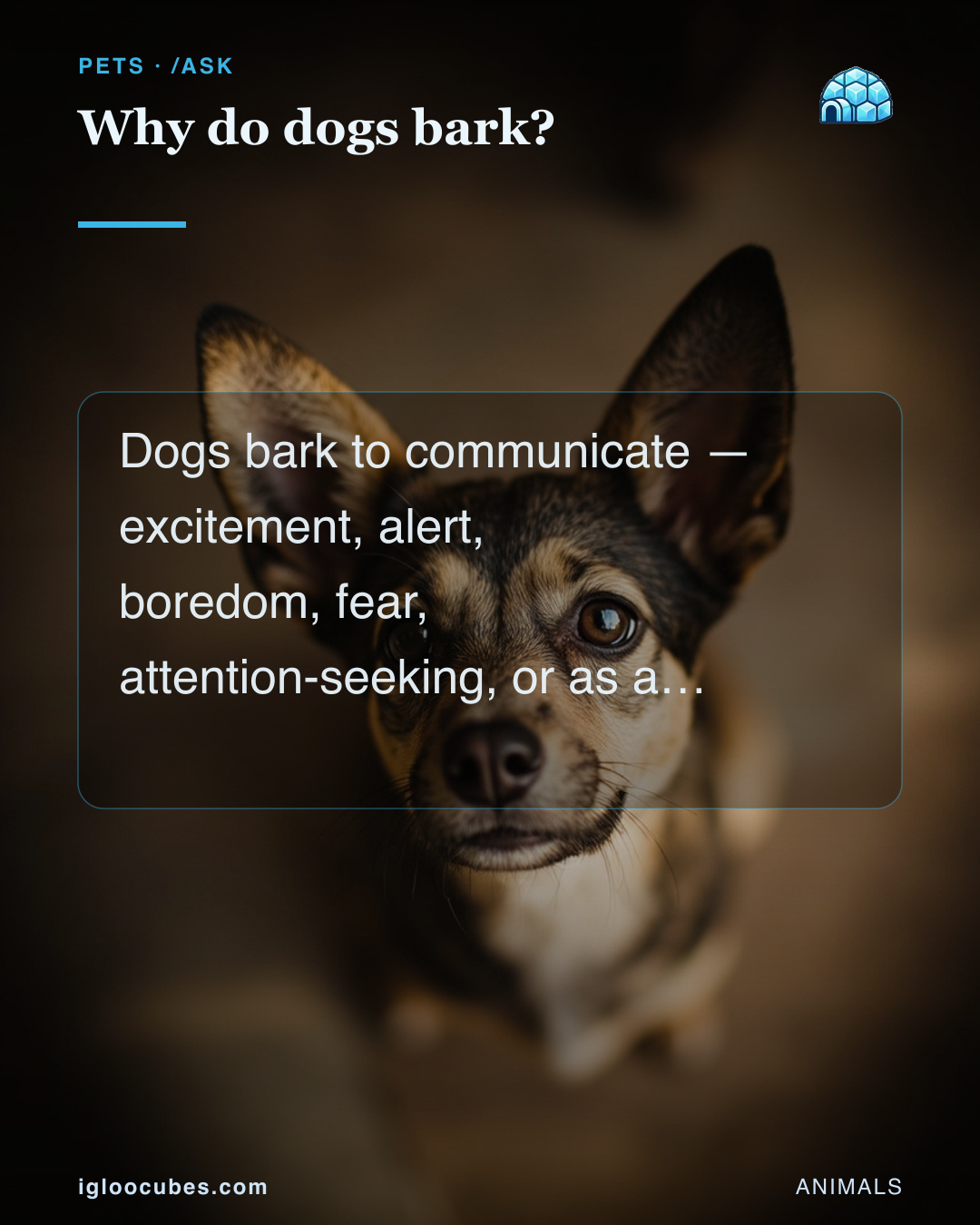 Why do dogs bark?
