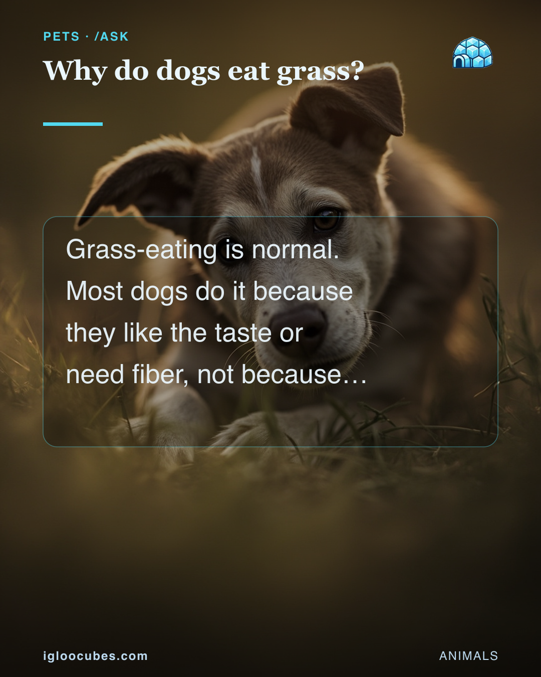 Why do dogs eat grass?