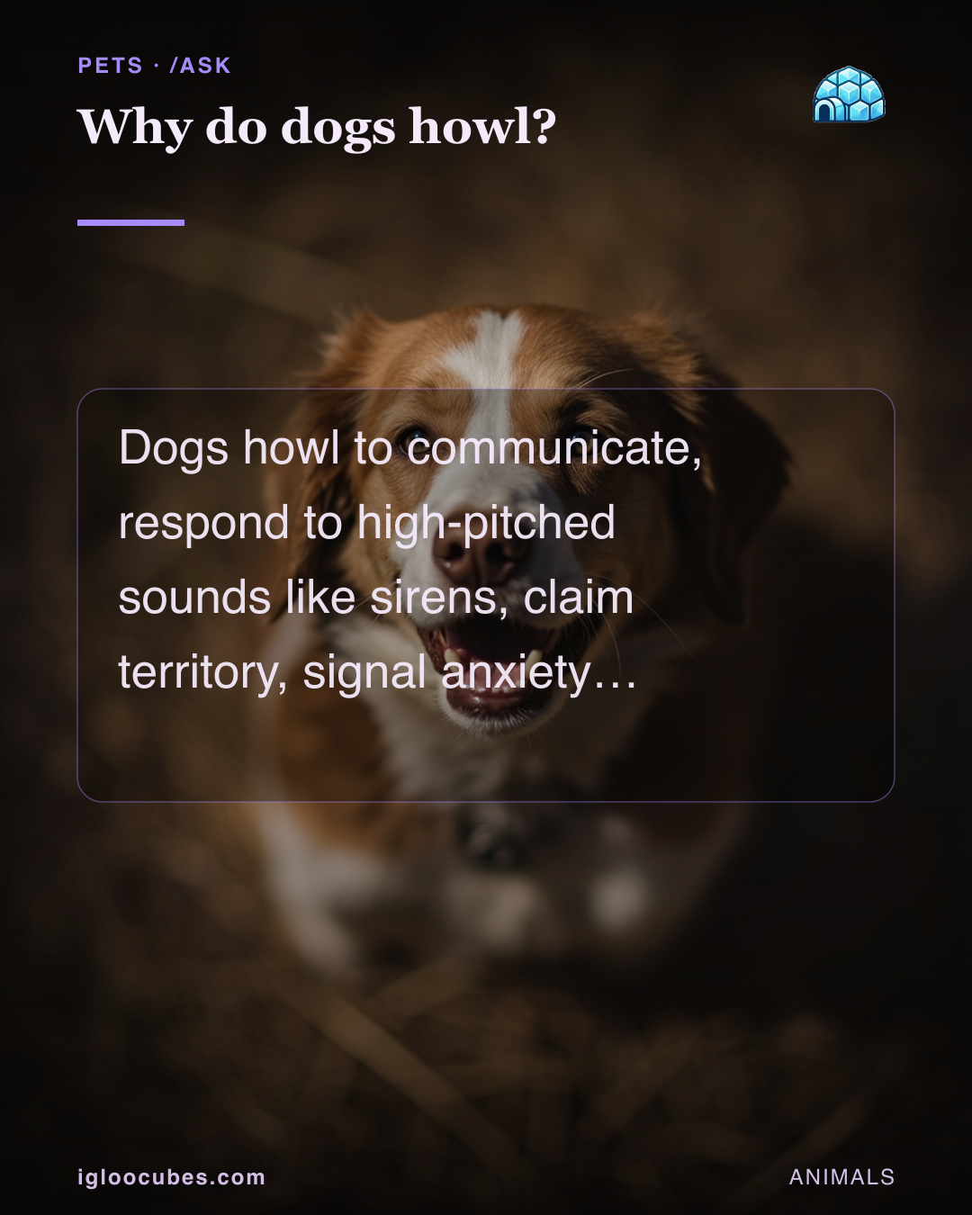 Why do dogs howl?