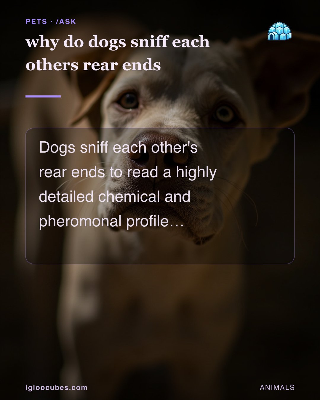 why do dogs sniff each others rear ends