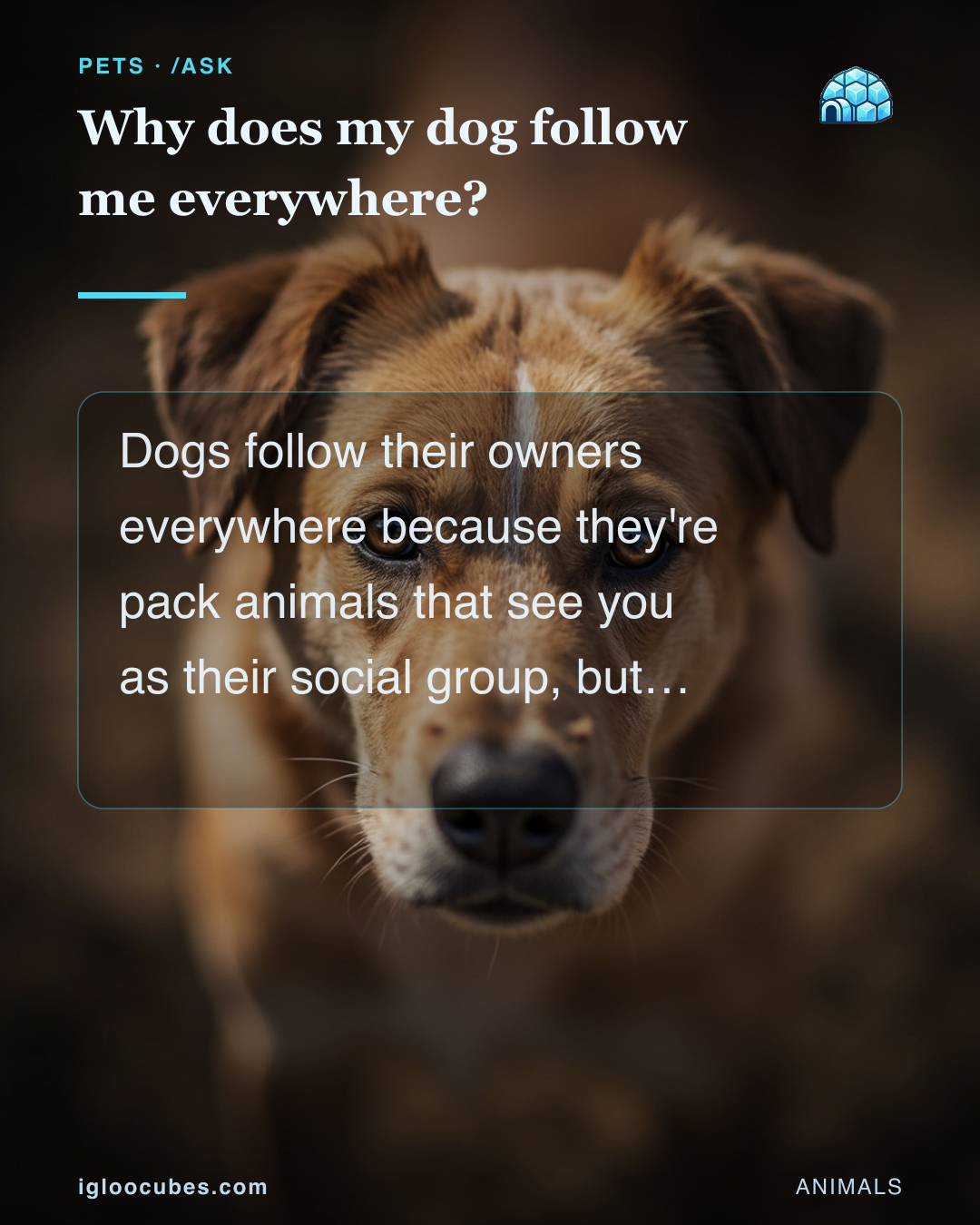 Why does my dog follow me everywhere?