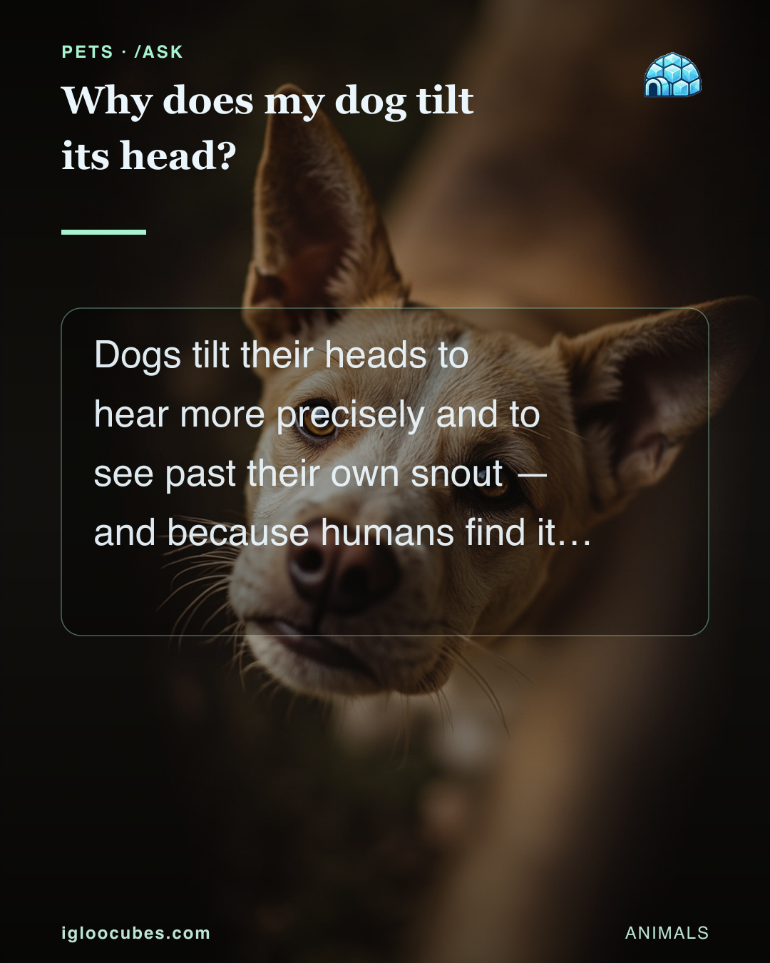 Why does my dog tilt its head?